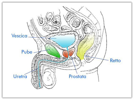Anatomia Macroscopica della Prostata