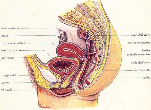 Anatomia della vescica