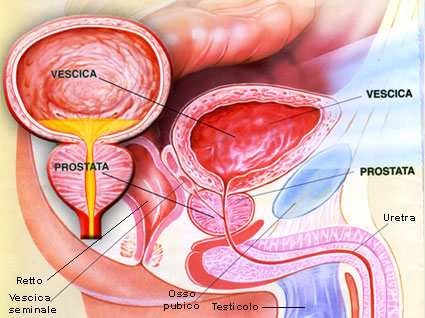 Come funziona la prostata