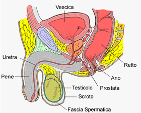 prostatite cronica dieta dimensiunea adenomului de prostată