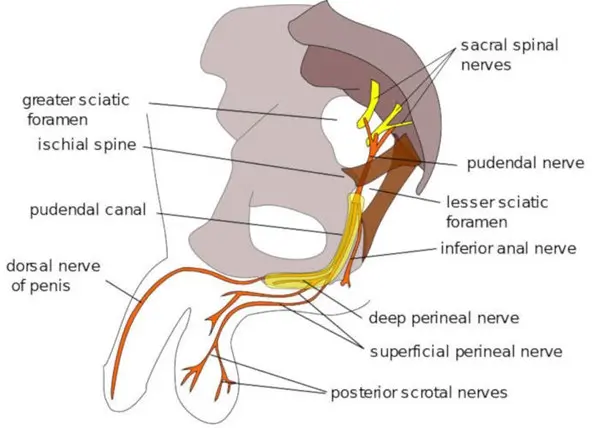 Plesso pudendo e dolore pelvico cronico